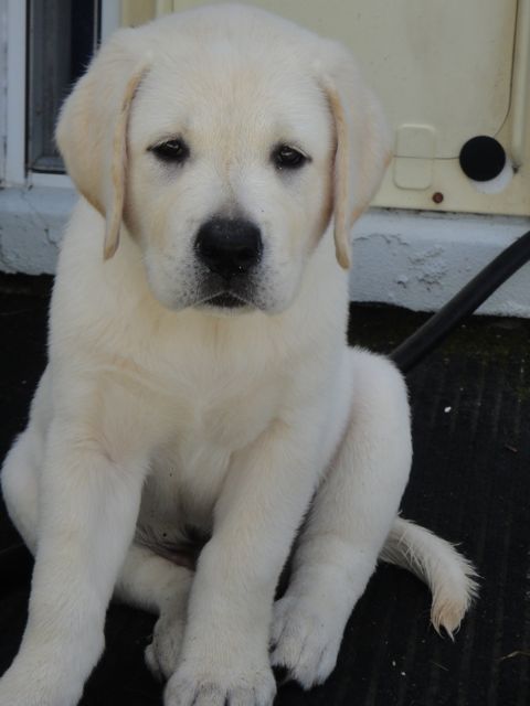 My Dog isn't "really smart", I just spend more time training him than you