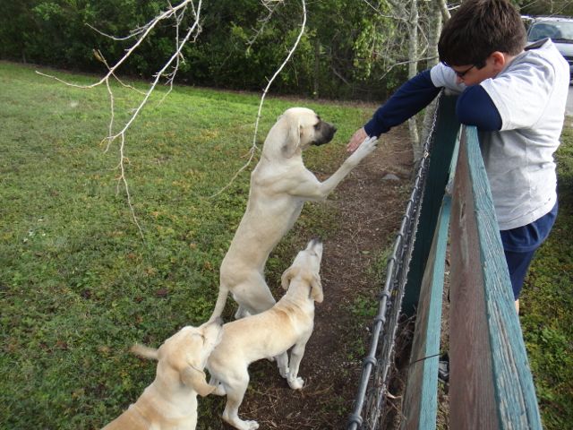There's a mutual trust between the dogs and the boy. Uncanny how they both knew.