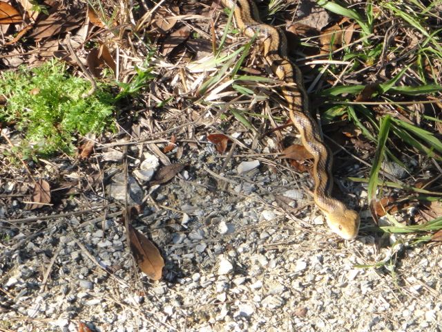 Pick up one end of the snake and the other end will follow.