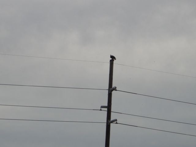 No, not a rooster, an American Bald Eagle. Big difference.