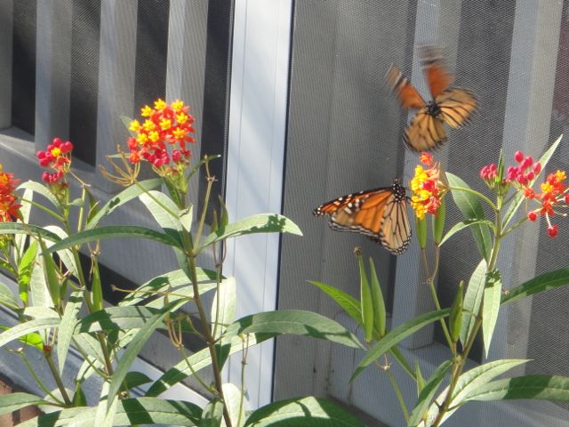 butterfly milkweed is a weed, and a flower butterfly milkweed
