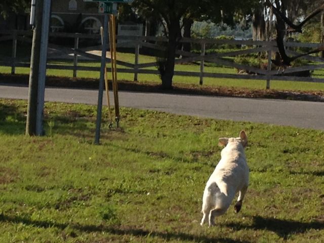..and neither is the dog instinct
