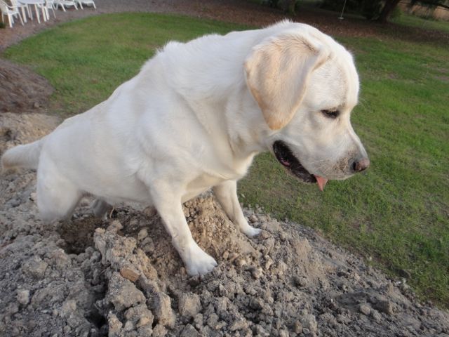 Some of life's most important lessons can be learned by owning a pet lessons from pets