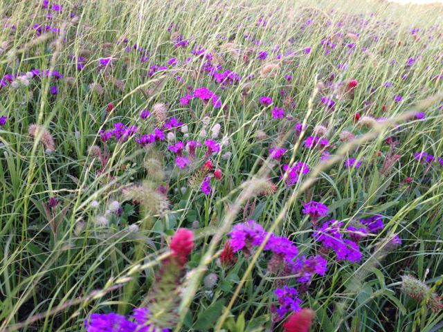 I wonder if wildflowers are competitive... status quo