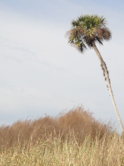 the Florida state tree is a major contributor to Florida's reputation brand reputation