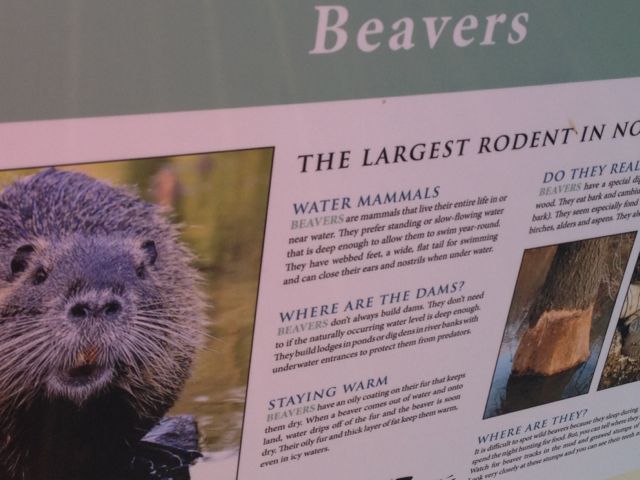 busy as a beaver is an American phrase to describe feeling overworked American phrases