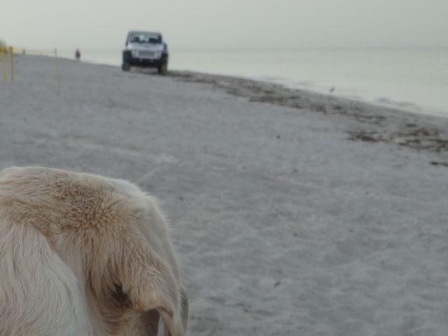 beach dogs