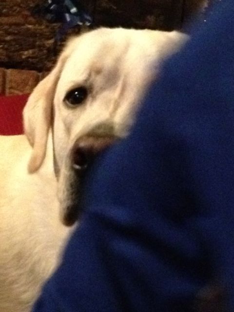 a dog's thoughts