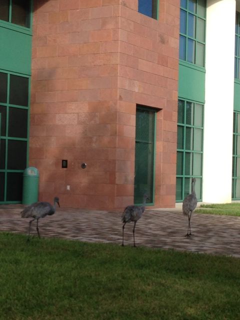 birds of a feather flock together in Celebration, Florida office birds