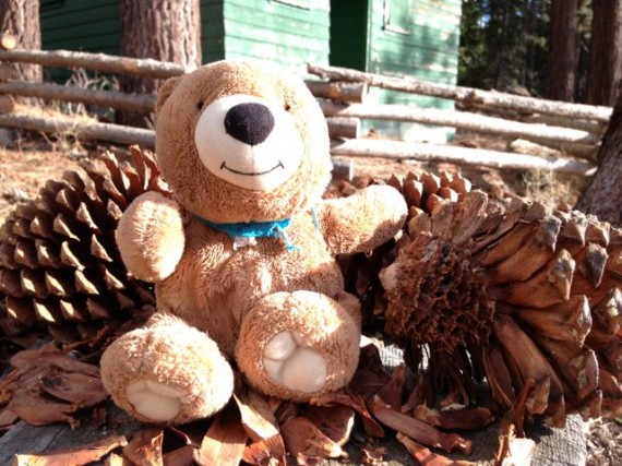 Teddy Bear in Lake Tahoe Heavenly Ski Resort forest