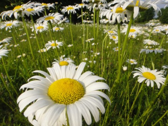 field of daisies