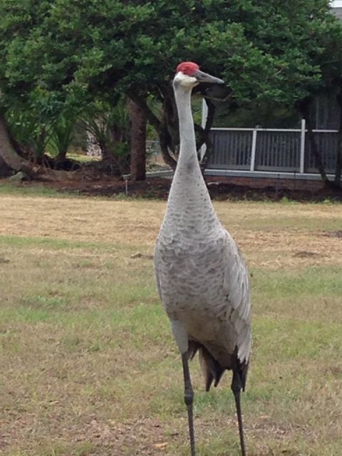 Florida Sand Hill Crane in front yard