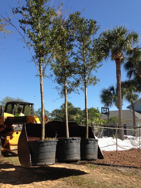 Orlando landscape crew with Live Oaks