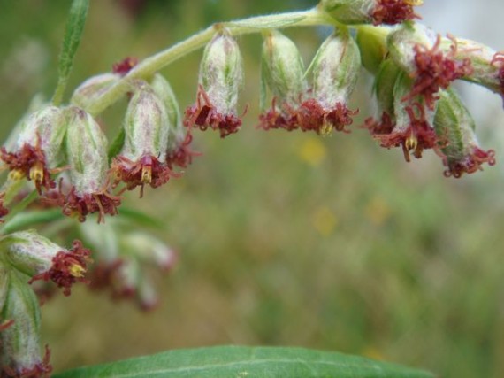 Finland wldflowers