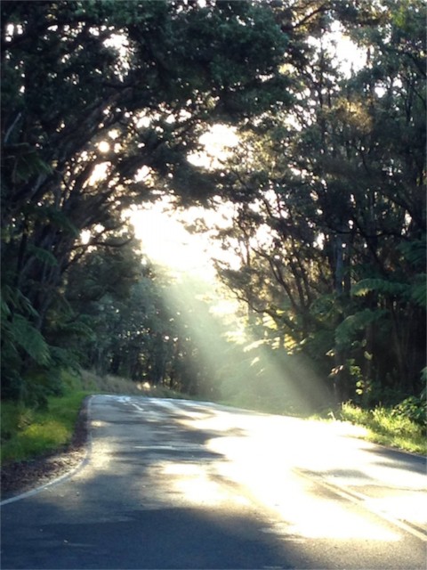 Volcanoes National Park road just after sunrise
