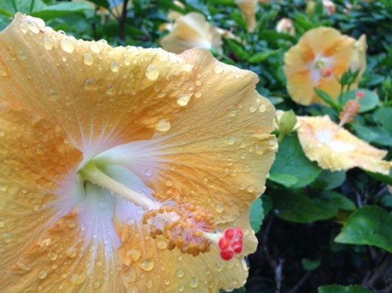 Hibiscus in Hawaii