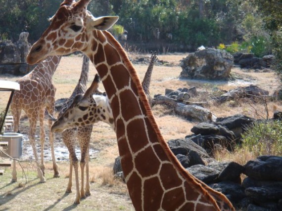 Group of Giraffes in Florida Zoo