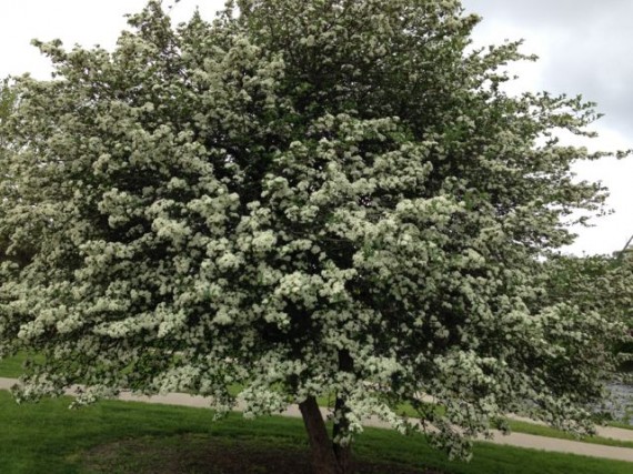 Iowa tree in full white bloom