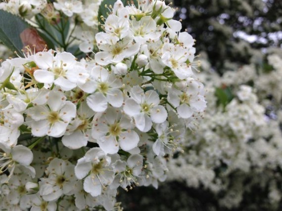 Iowa tree white blooms closeup