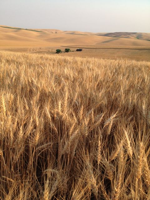 Two wheat combines and truck