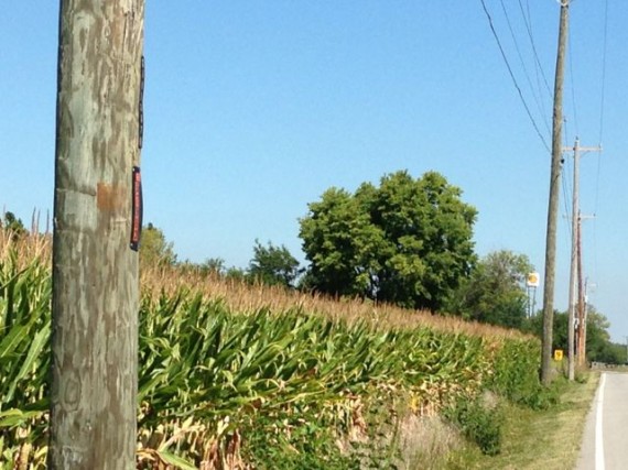 Indiana corn field