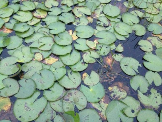 Florida Lake Lilly pads