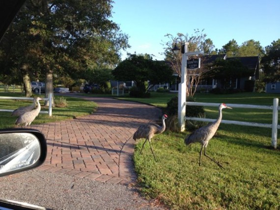 Sand Hill Cranes in homeowner yard