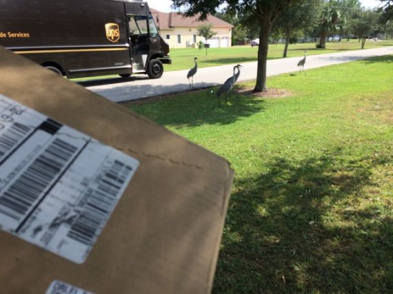 Four Florida sand Hill Cranes and UPS delivery truck