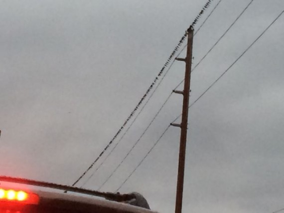 birds on a wire