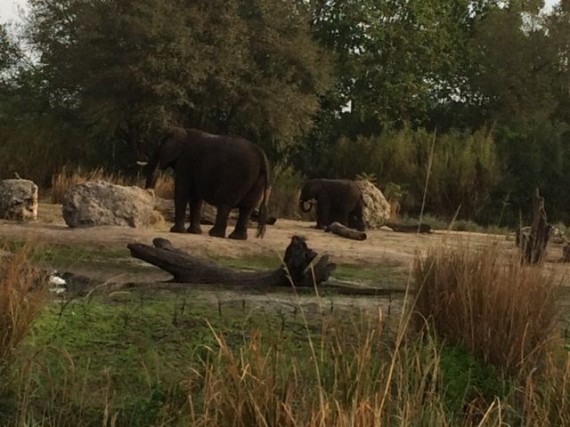 Adult and baby elephant at Disney's Animal Kingdom Theme Park