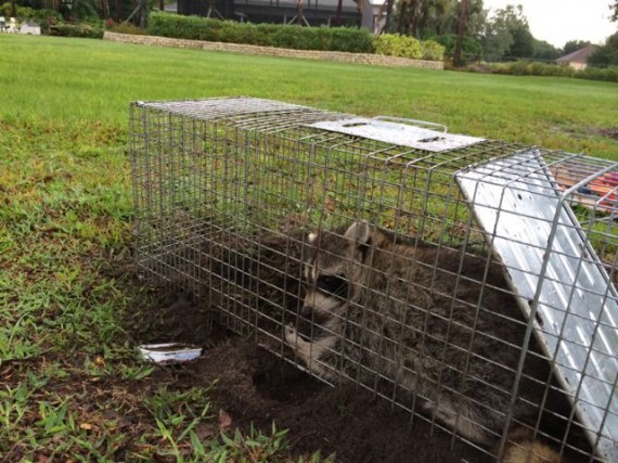 Young raccoon in live trap