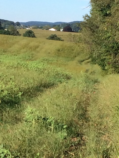 Farmer's field