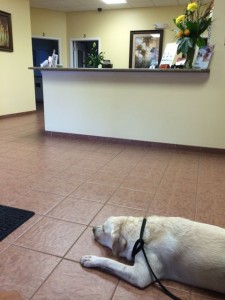 White Lab at Florida emergency vet lobby