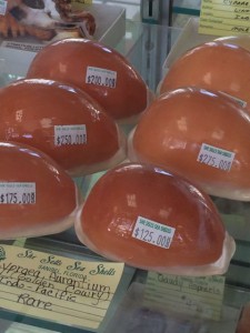 Expensive sea shells at She Sells Sea Shells on Sanibel Island