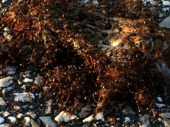 Ants devouring dead frog on road