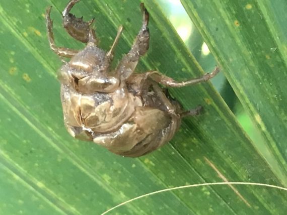 Florida insect shedding