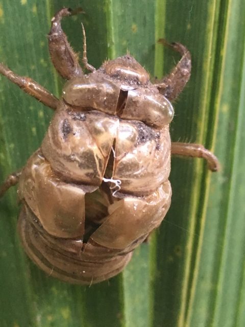Florida insect shedding