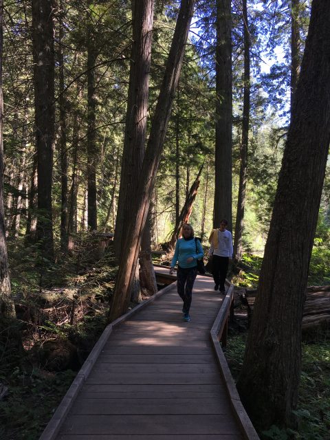 Glacier easy trails