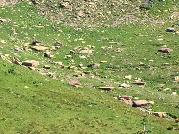 Big Horn Sheep at Logan Pass