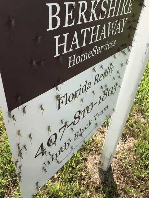 Florida insects