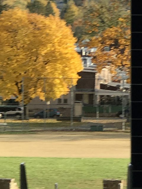 Fall trees in yellow