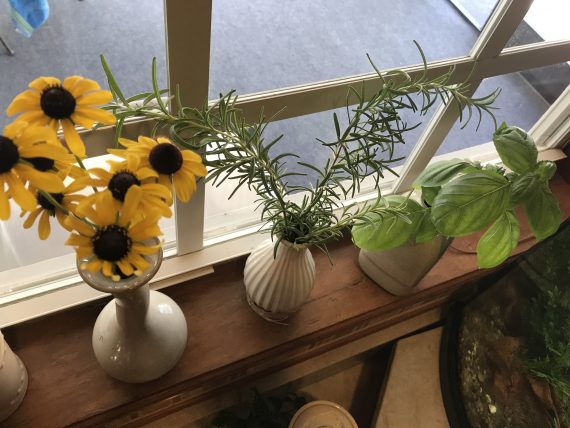 Window sill flowers