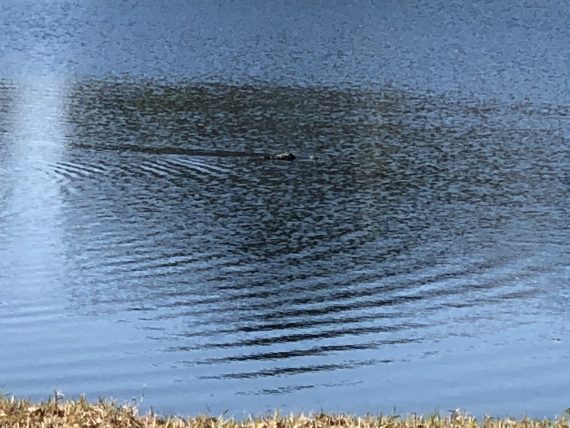 Florida alligator in retention pond