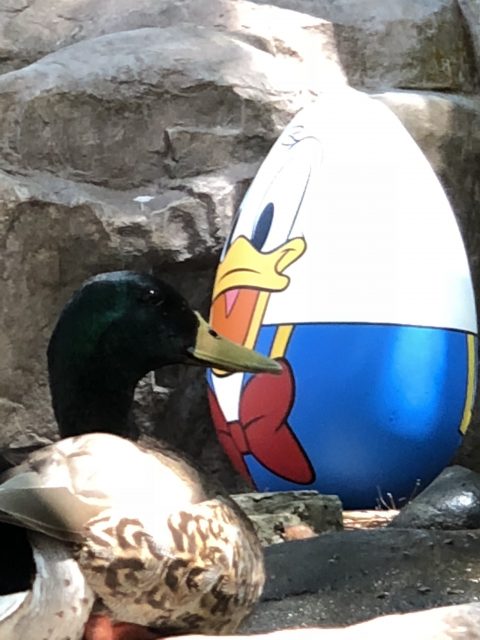 Donald Duck giant egg