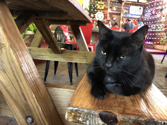 black cat