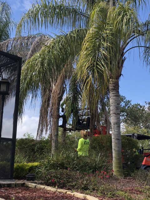 Landscape crew near Disney World