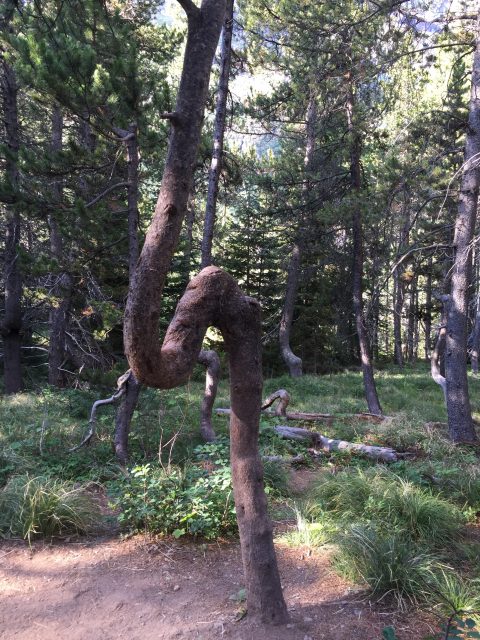 Weird bended tree