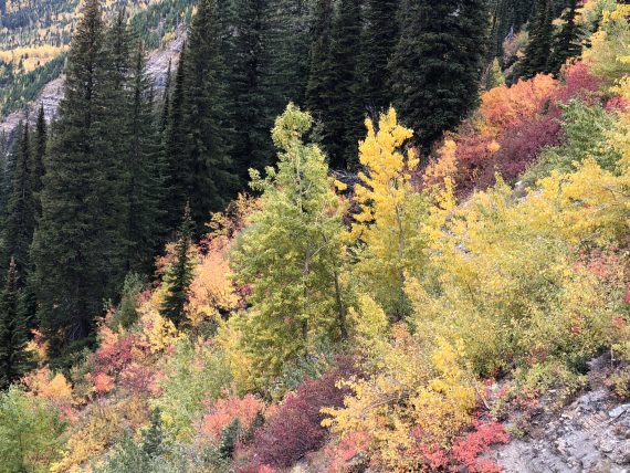 Glacier fall foliage