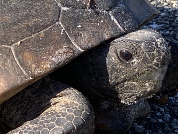 Florida Gopher tortoise
