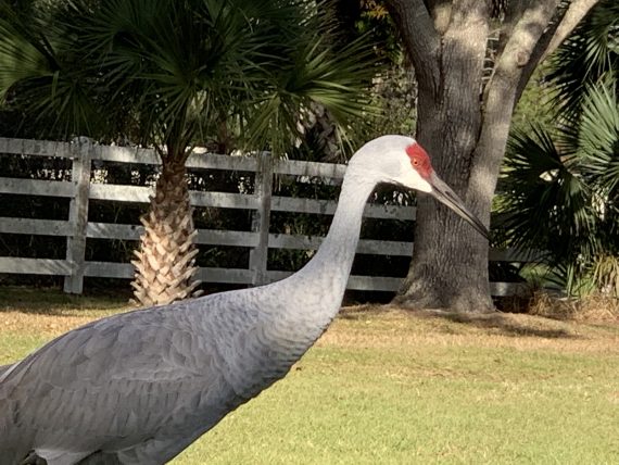 Sand Hill crane